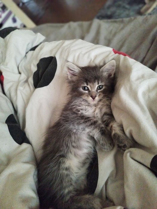 Віддам в люблячі руки