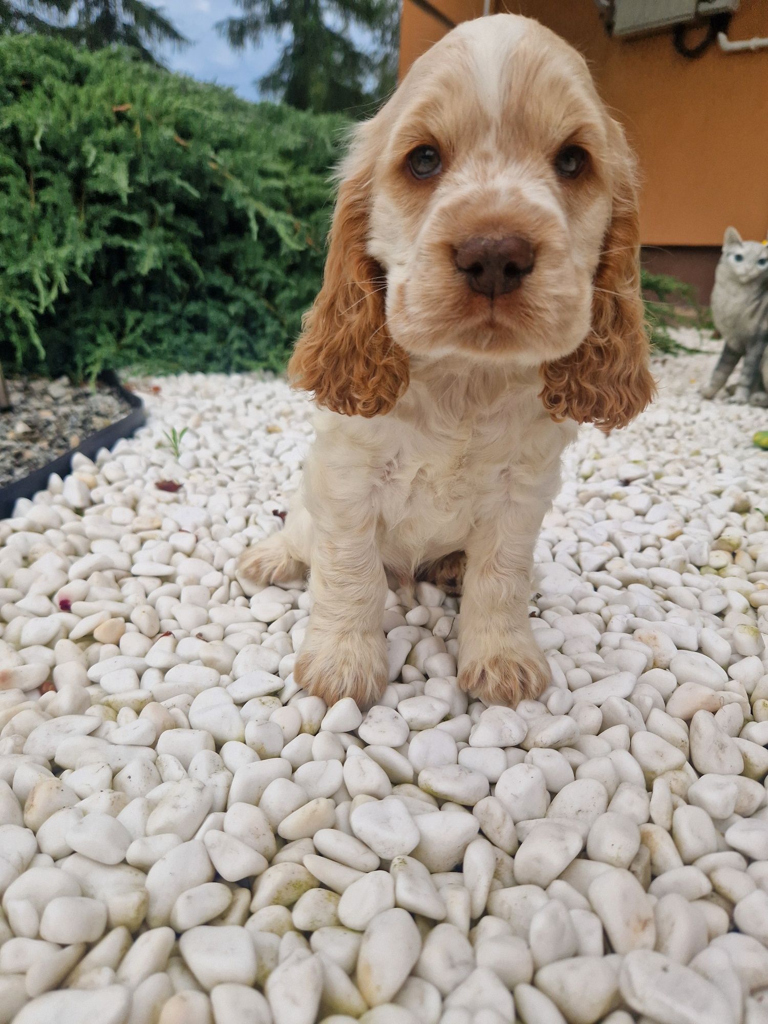Piesek biało rudy, cocker spaniel
