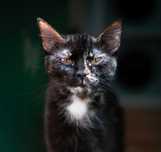 Galaxy - kosmiczna piękność do adopcji