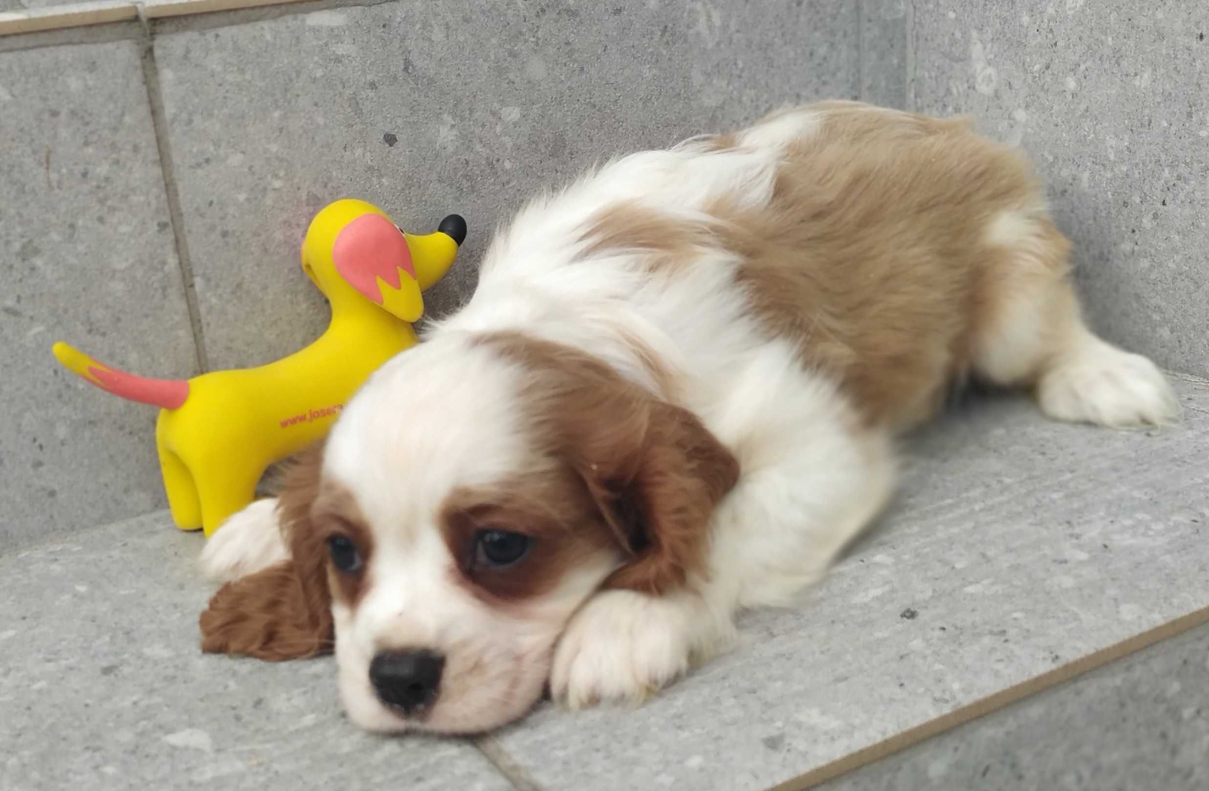 Piękna suczka rasy Cavalier King Charles Spaniel - rodowód ZHPR