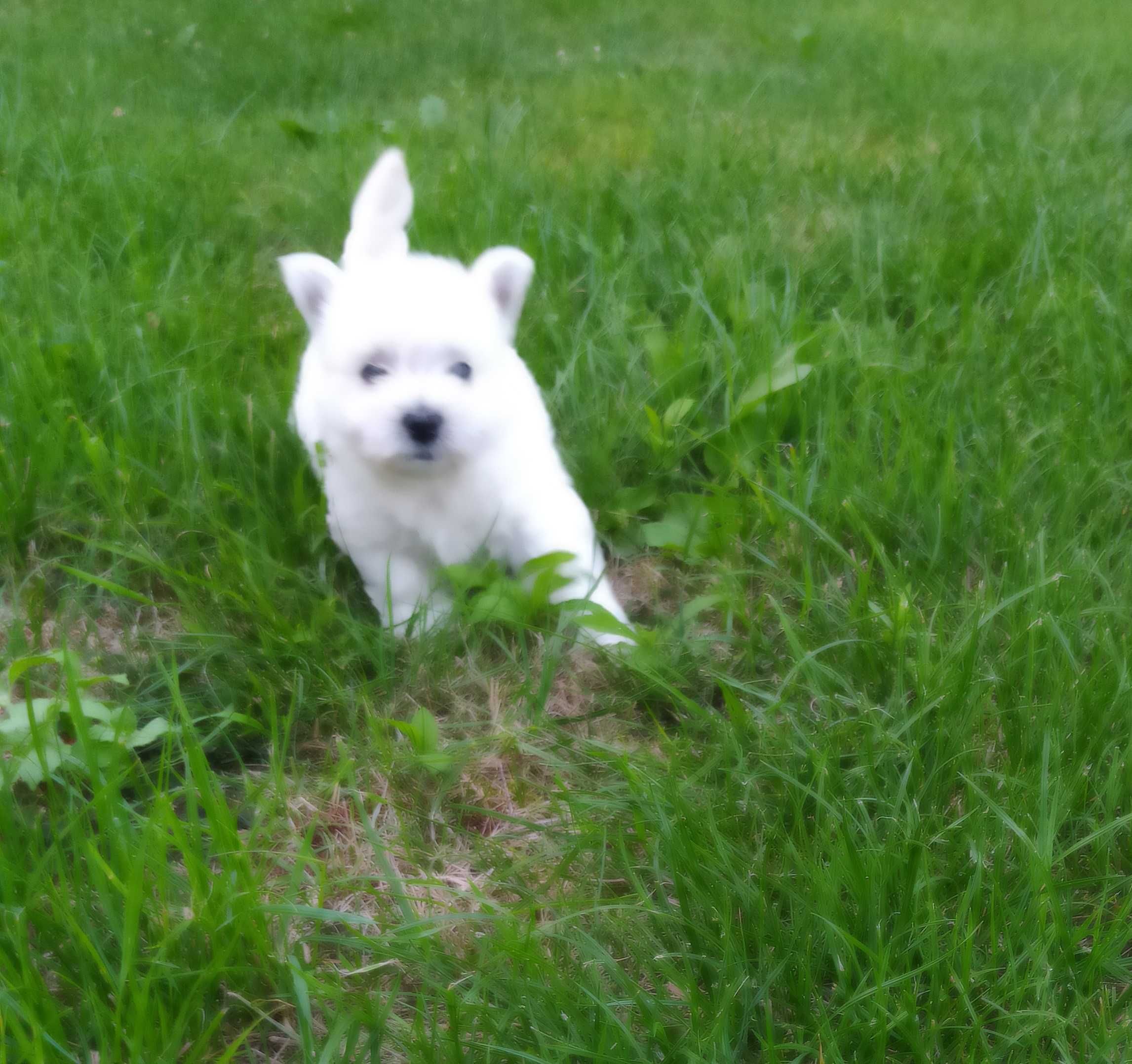 West Highland white Terrier