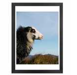 Plakat A3 w ramce Owca
