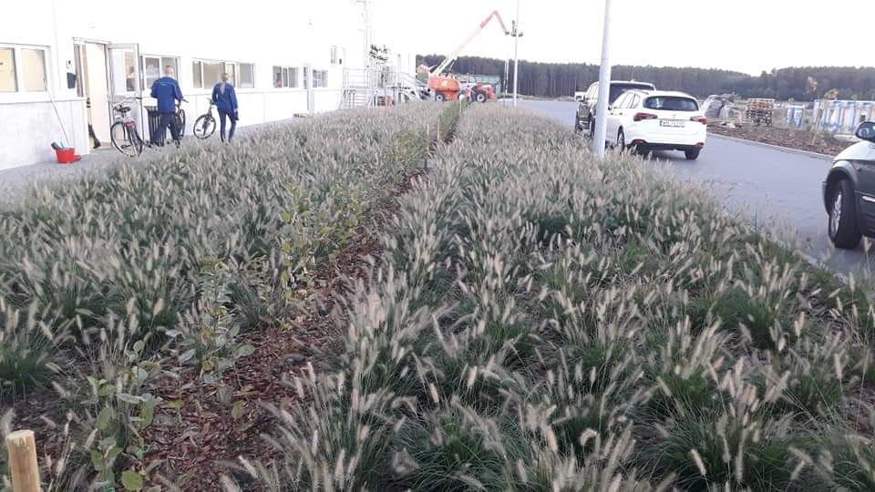 Kora sosnowa. WORKI 80L świeża