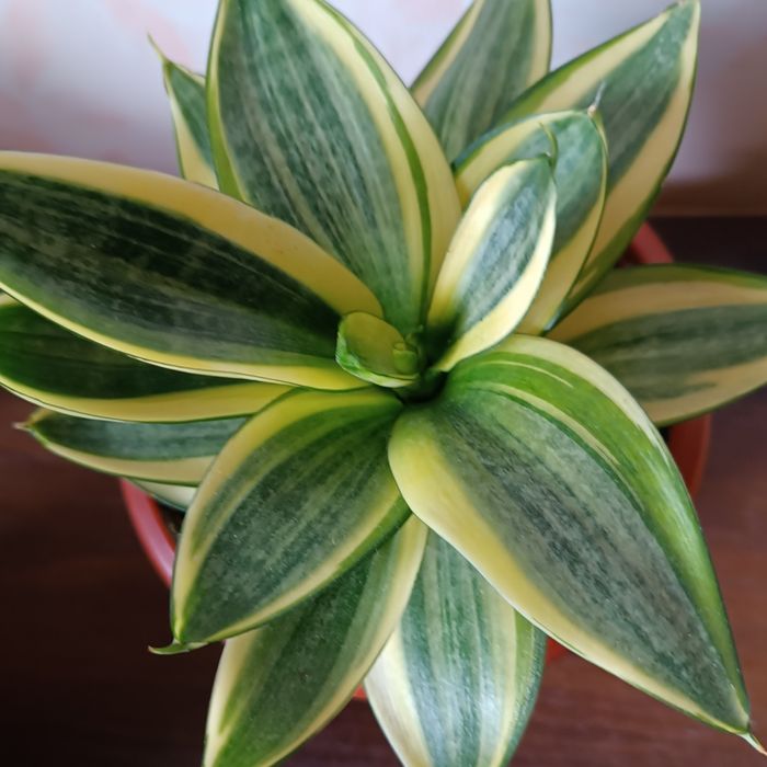 Сансевієрія хані Голд