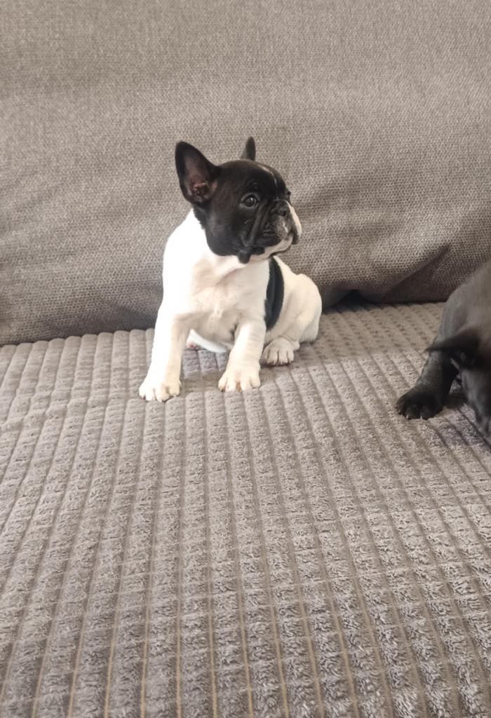Buldog Francuski