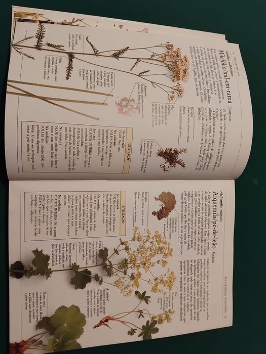 Guia Prático - Plantas Aromáticas
