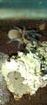 Monocentropus balfouri samiczka