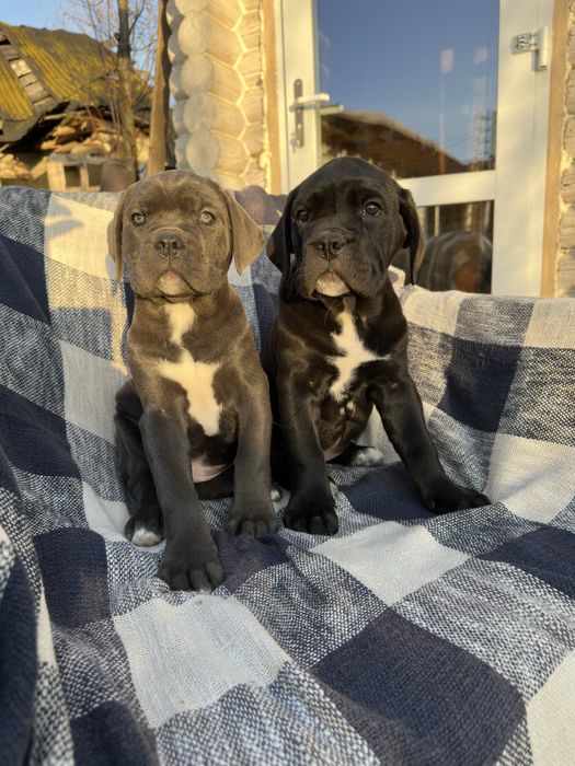 Чорна дівчинка Берта 2м кане-корсо