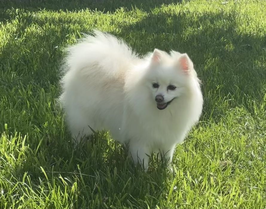 Дівчинка шпіц в добрі руки.