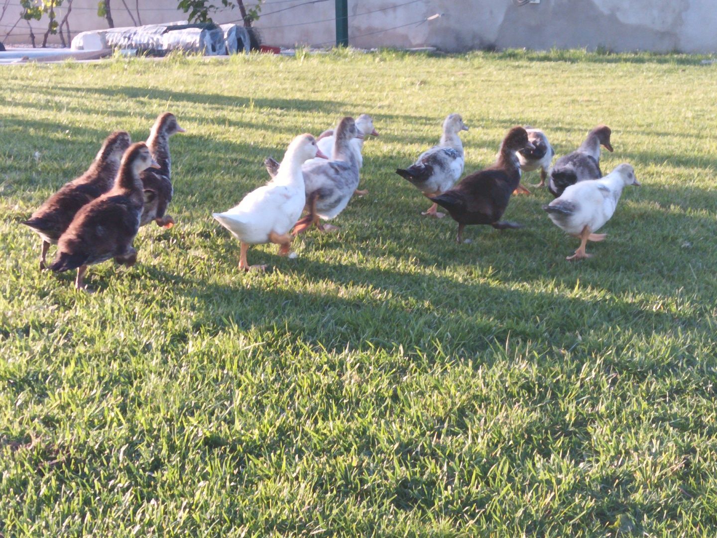 Tenho Patinhos Mudos