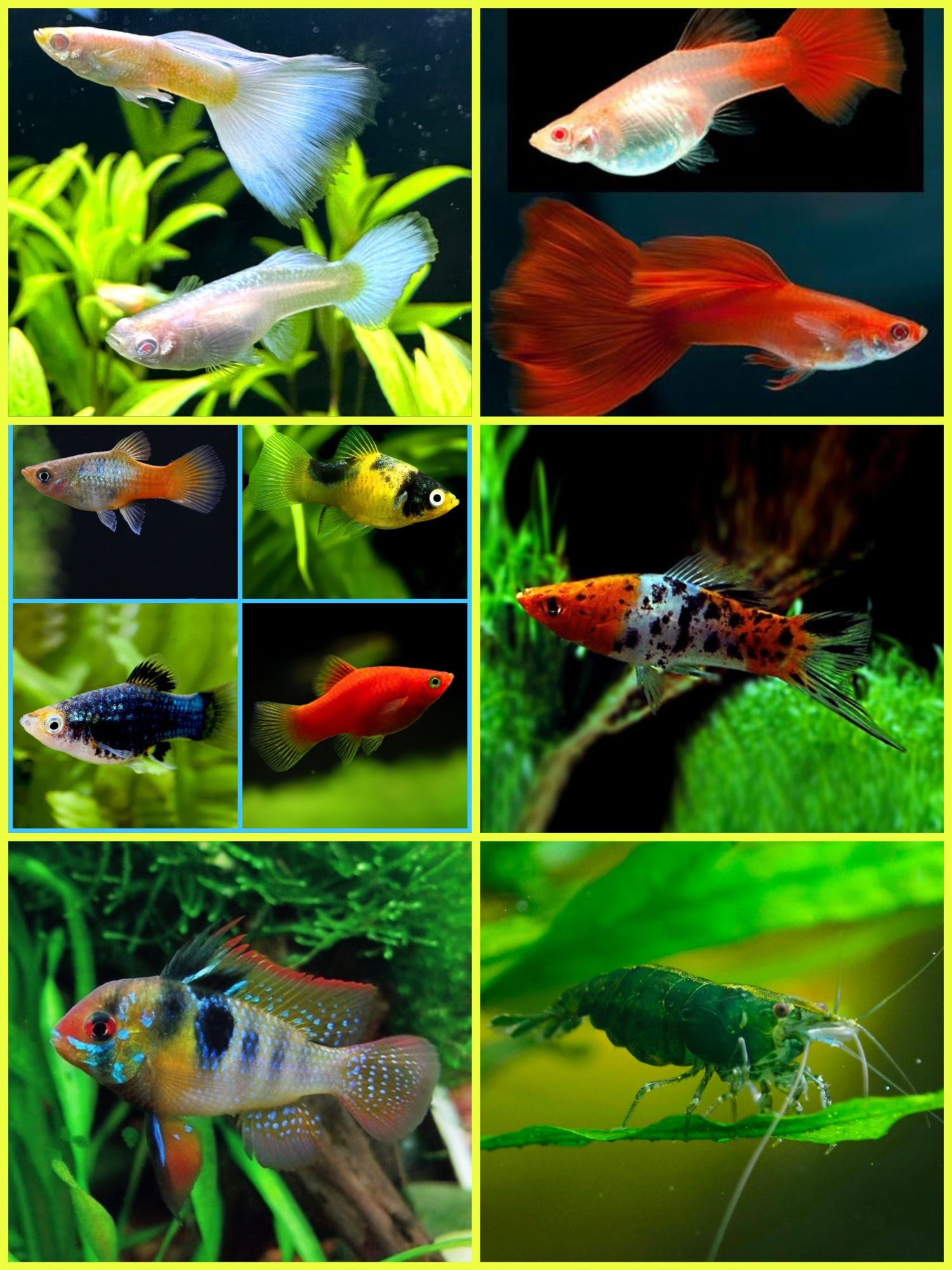 Aquasousa.com - Tetras, Guppys, Corydoras, Neons e muito muito mais...