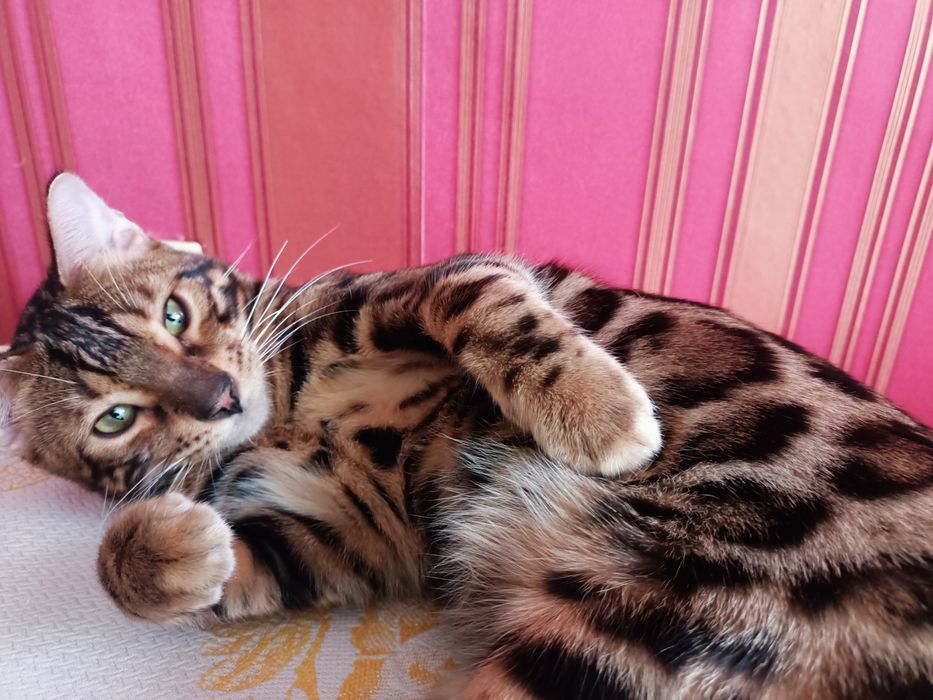 Вязка - опытный  бенгал