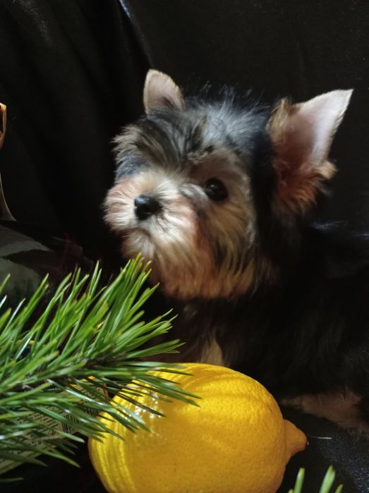 Дівчатка йорка 3міс