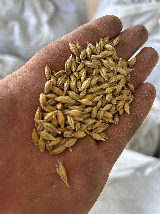 Продам посівний озимий ячмінь Снігова Королева