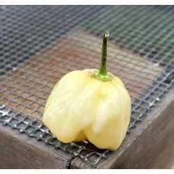 Sementes de habanero branco