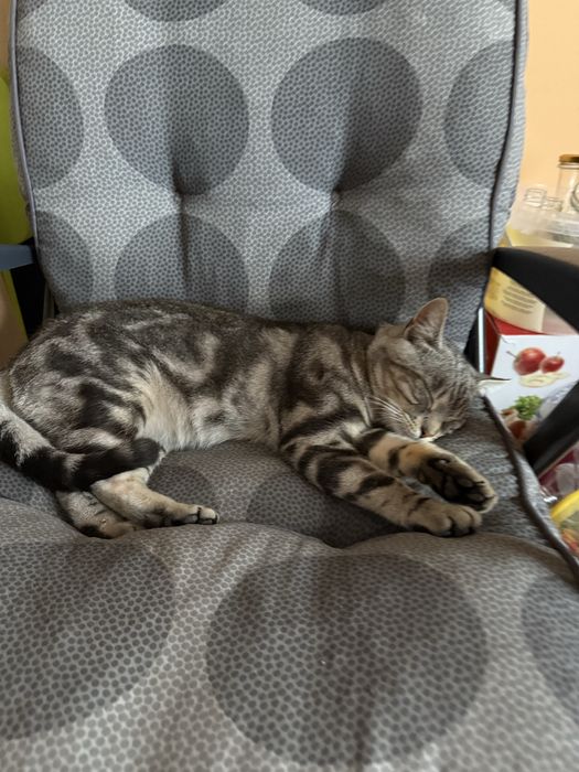 Zaginął młody kotek