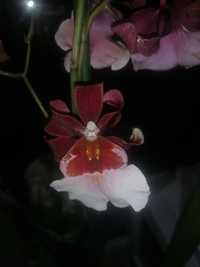 Орхідея камбрія 2 дітки