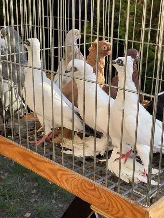 Gołębie ozdobne różnych ras