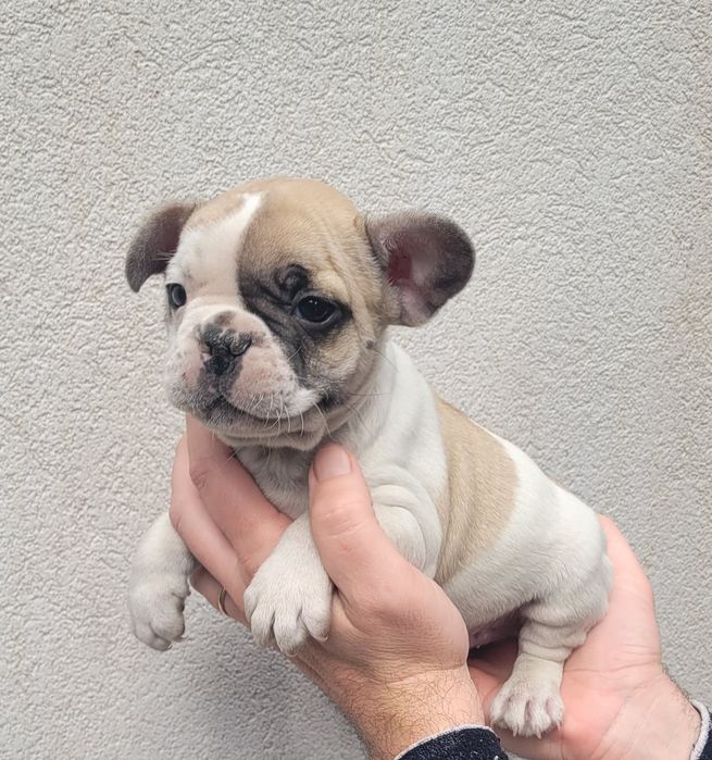 Bulldog macho 2 meses