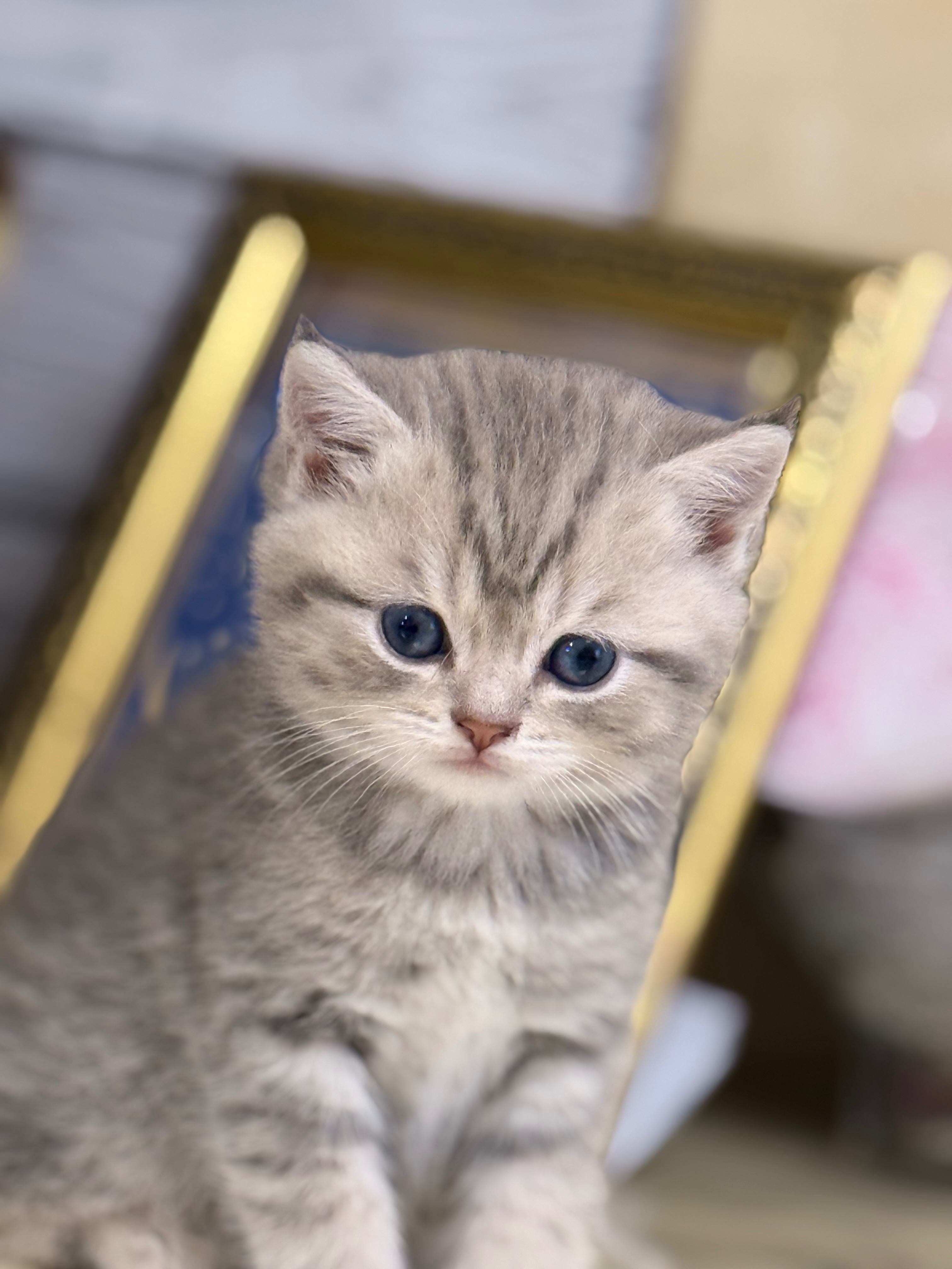 Шотландські кошенята