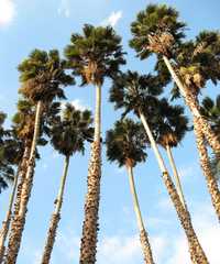 Palmeira washingtonia robusta