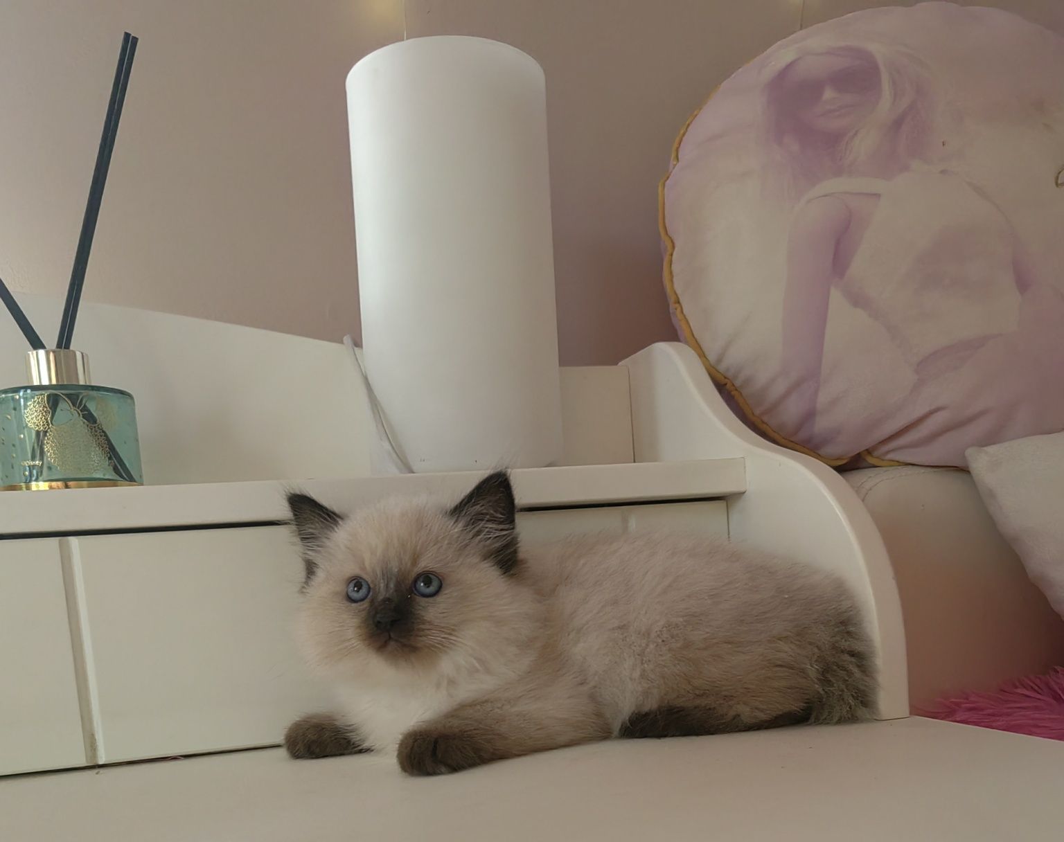 Kocurek ragdoll seal point