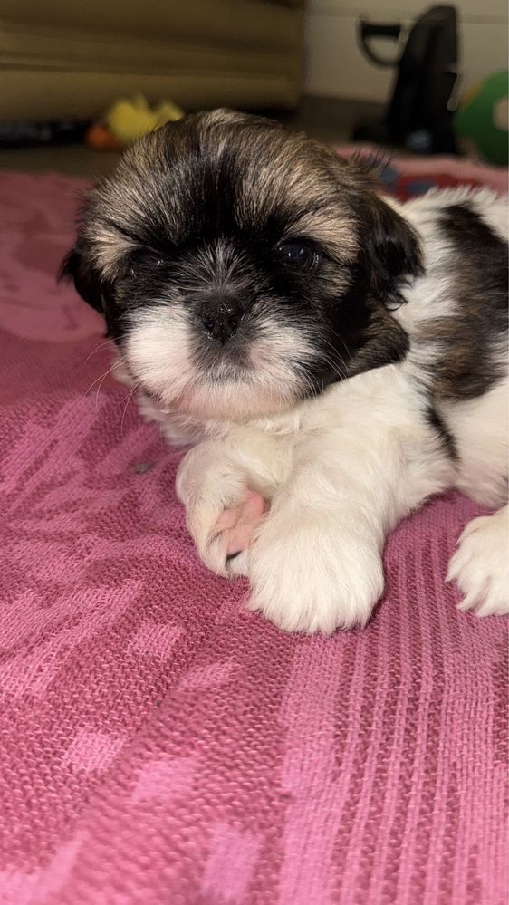 Shih-Tzu Bebé maravilhosos