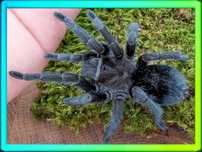 Grammostola pulchra Samiec 3-3,5cm DC Ptasznik Gwarancja Żywej Dostawy