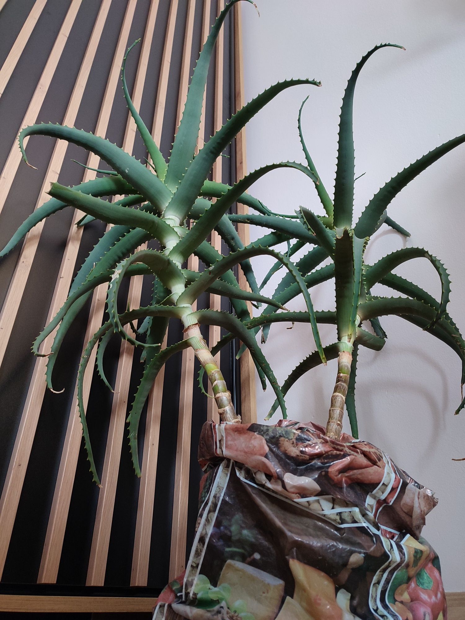 Aloes 85cm wysokości