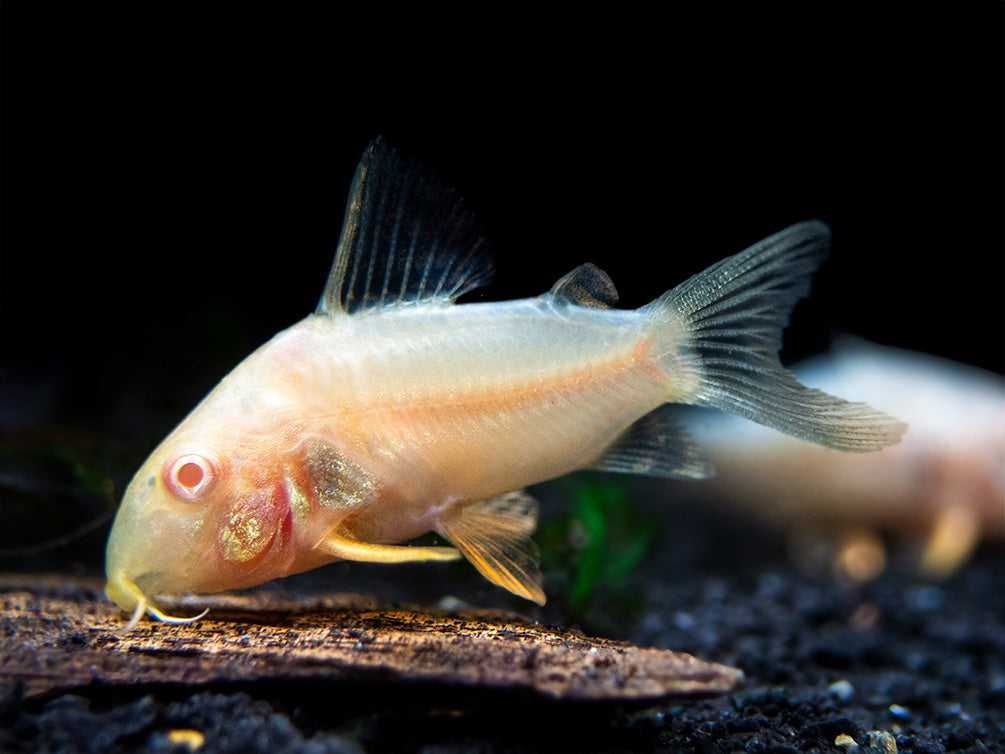 Kirysek Sterby odmiana ALBINOTYCZNA - Corydoras sterbai - Kirys