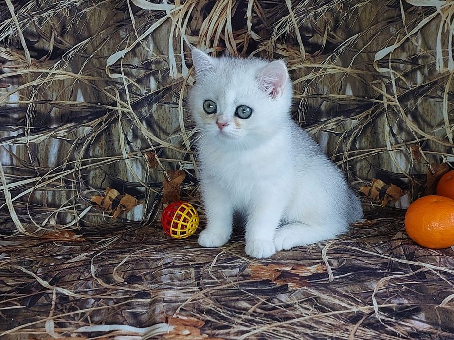 срібна шиншилла кошенята
