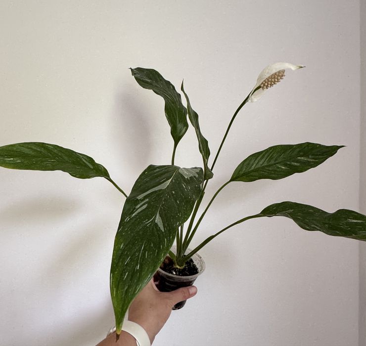 Спатифілум даймонд.