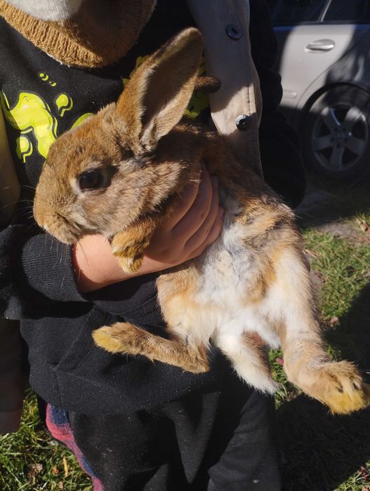 Oddaje 4 króliki mieszane za darmo mają po 5 miesięcy.