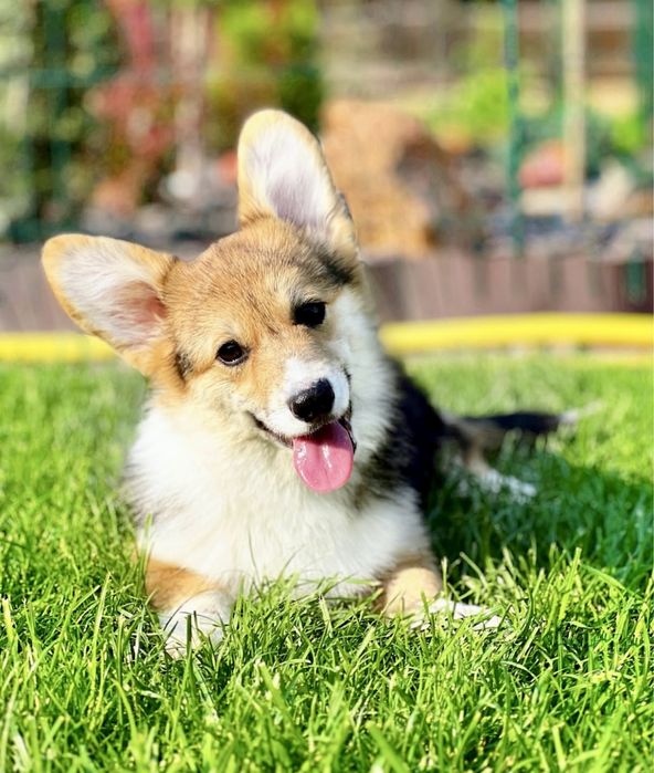 Вельш корги пемброк