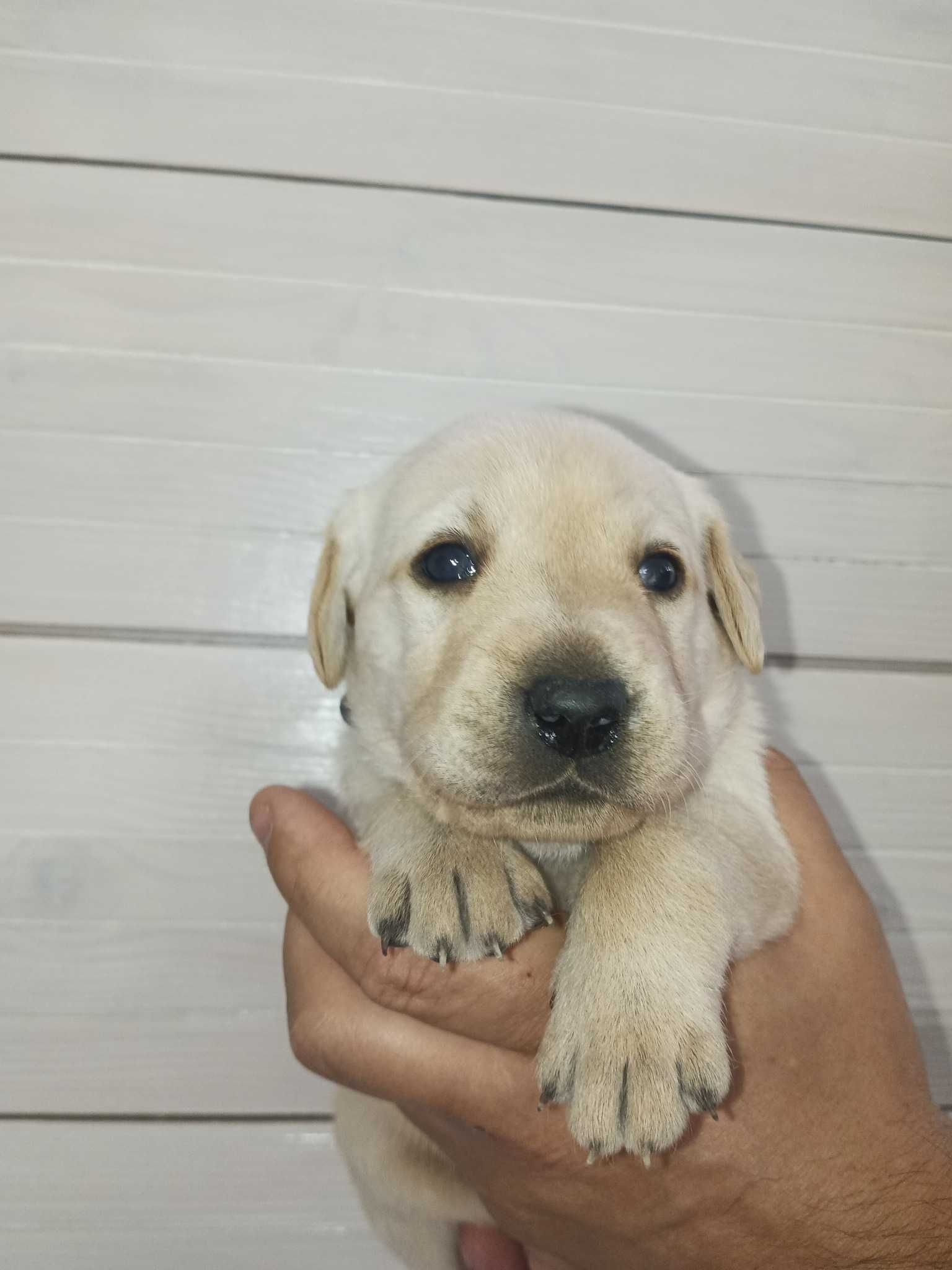 Labrador Retriever - domowy DNA