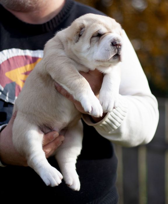 Шикарная девочка САО ,Алабай