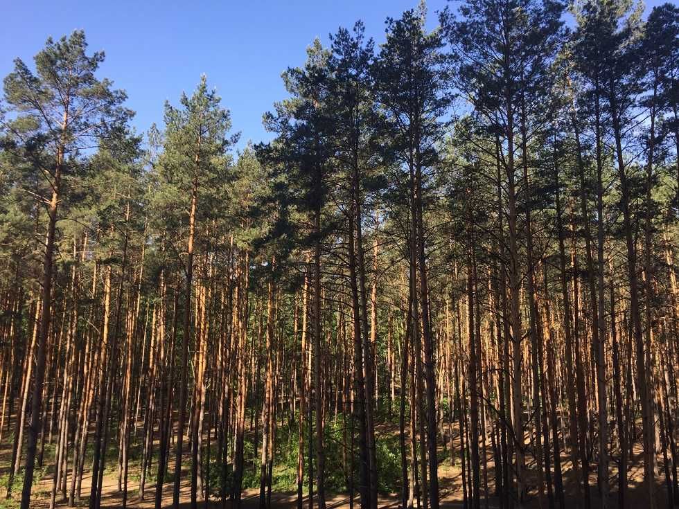 Здам в оренду 1к квартиру біля Центрального парку