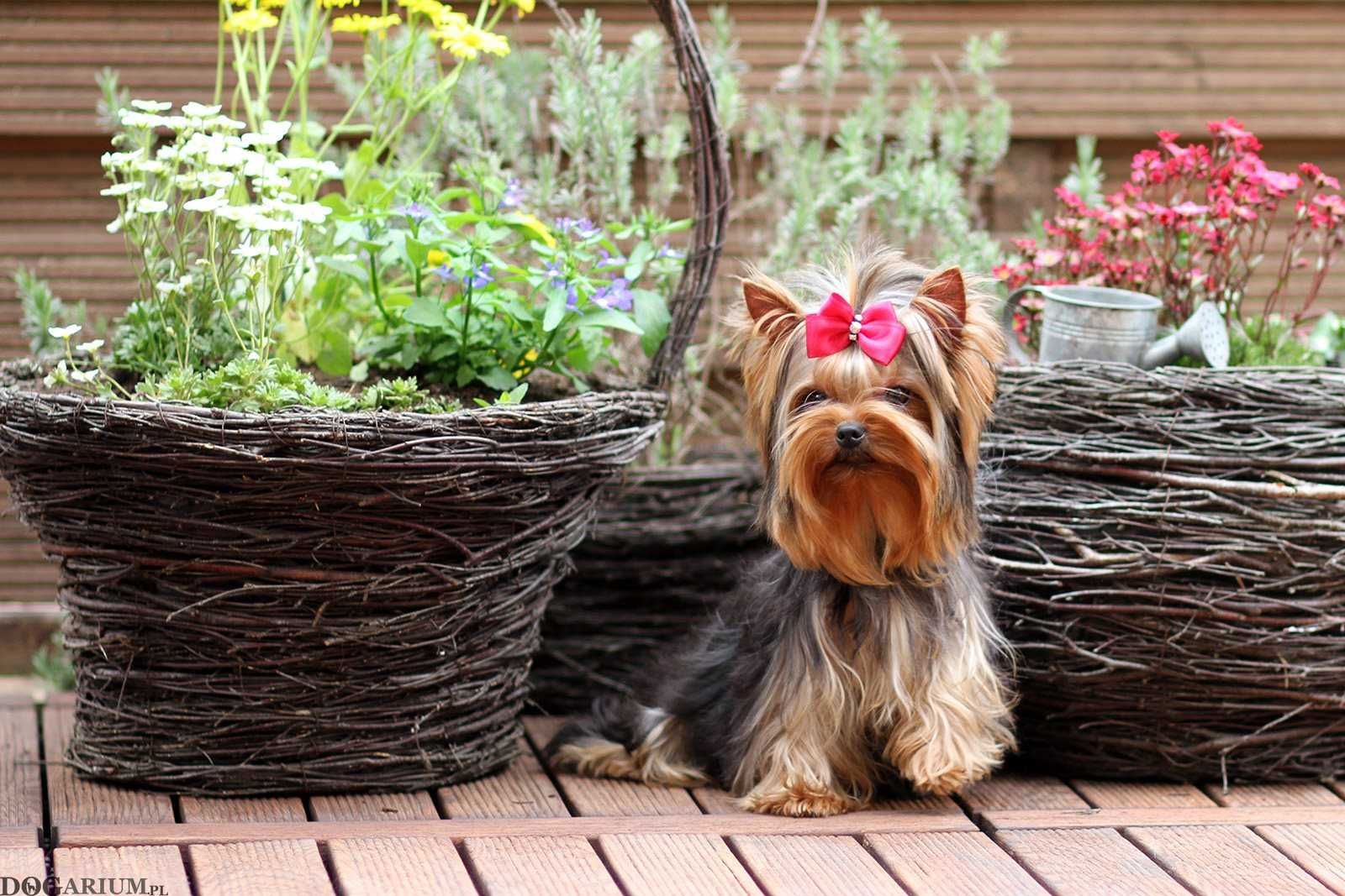 York, Yorkshire Terrier suczka z metryką ZKwP/FCI - prawdziwy rodowód