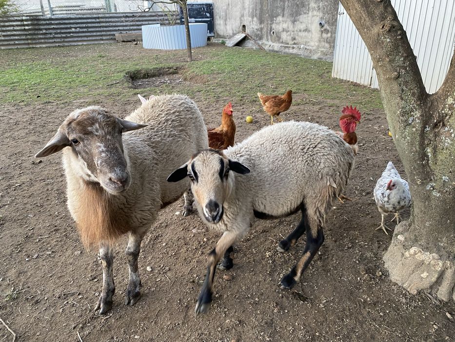 Ovelha macho e femia