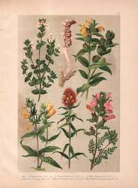 Hochdanz: Rośliny zioła kwiaty botanika litografia 1901 r. autentyk