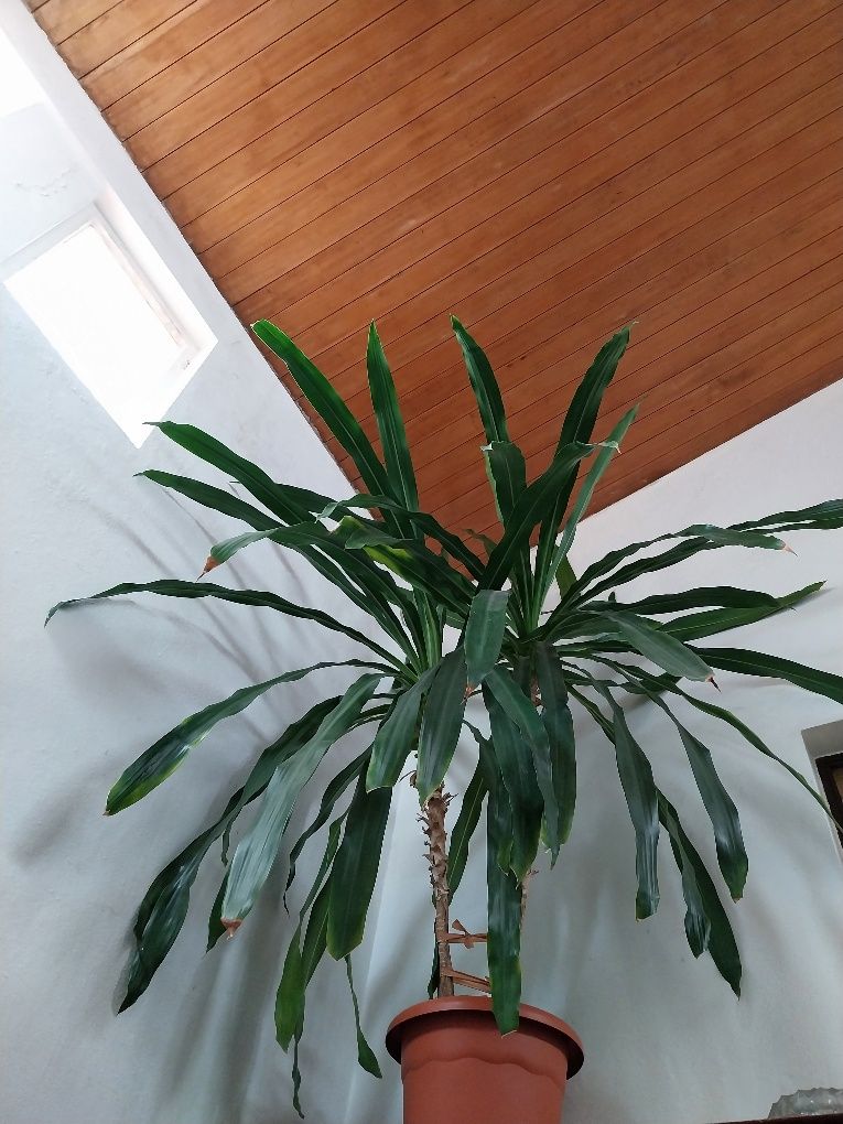 Planta Dracaena com cerca de 50 anos