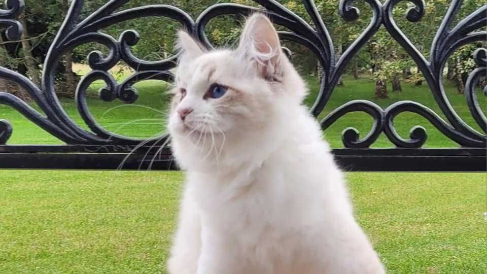 Kociak BOCOLOR syberyjski, Neva Masquerade z rod. FPL opcja. SHOW