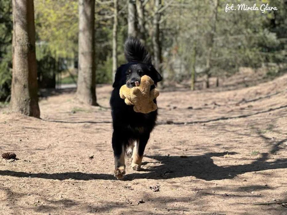 Jay - towarzyski i oddany przytulas szuka nowego domu - 647/24