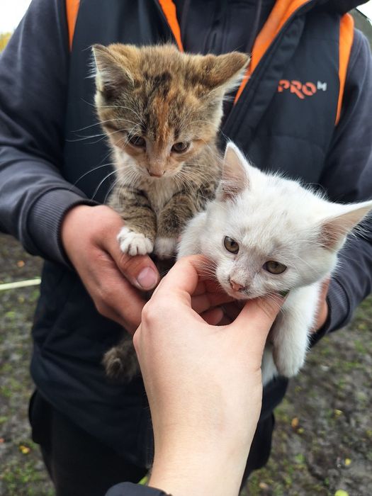 В добрі руки! Милі Кошенята. Біле, Рудо-смугасте та Сіре