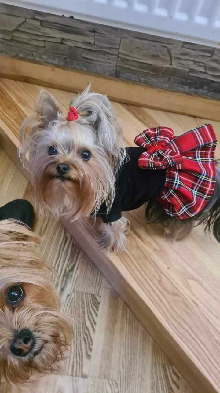 Sukienka ,ubranko dla york mops shihtzu .na miarę