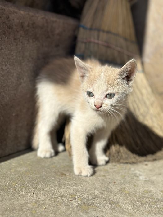 Дві дівчатка-кішечки шукають дім