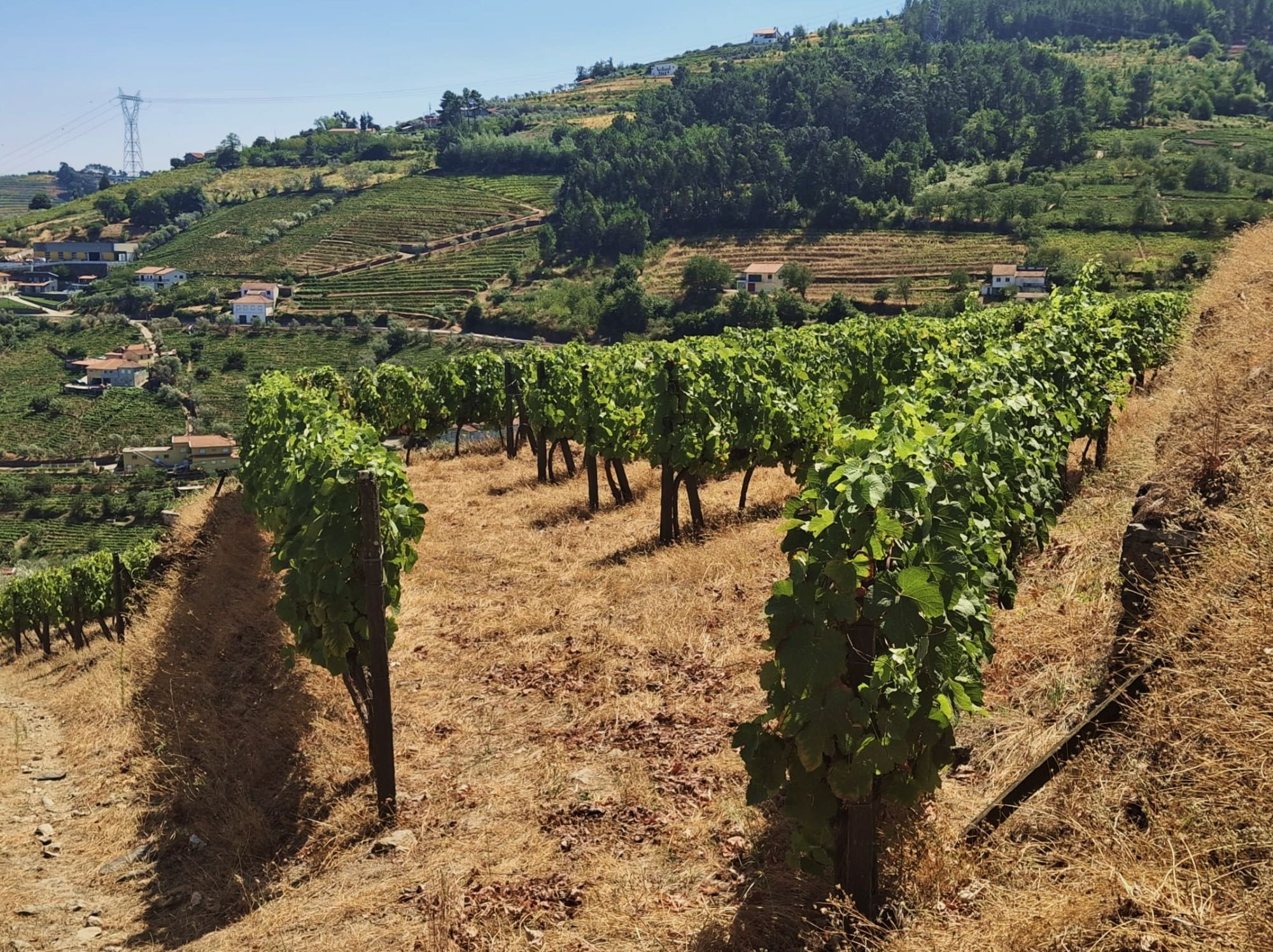 Vende-se Terreno no Alto Douro Vinhateiro