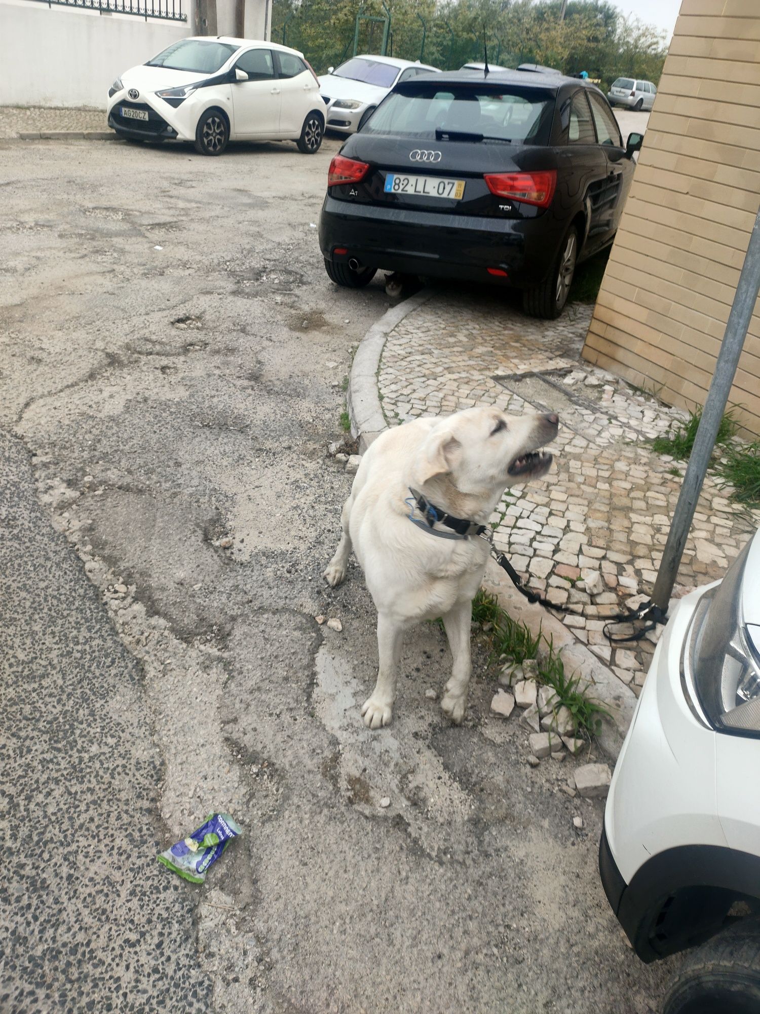 Animais para doação