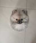Pomeranian szpic miniaturowy unikat wilczy