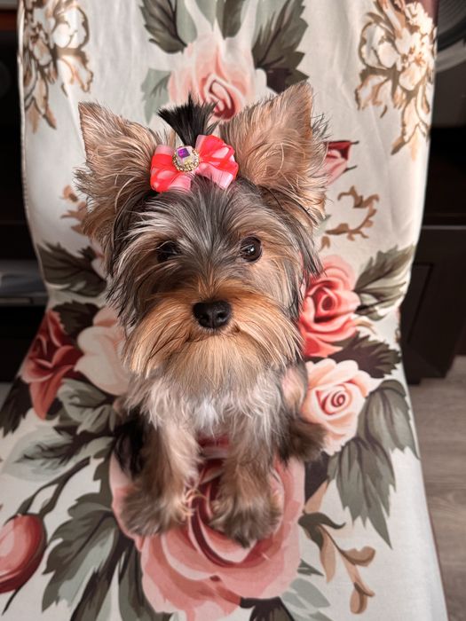 Suczka yorkshire terrier
